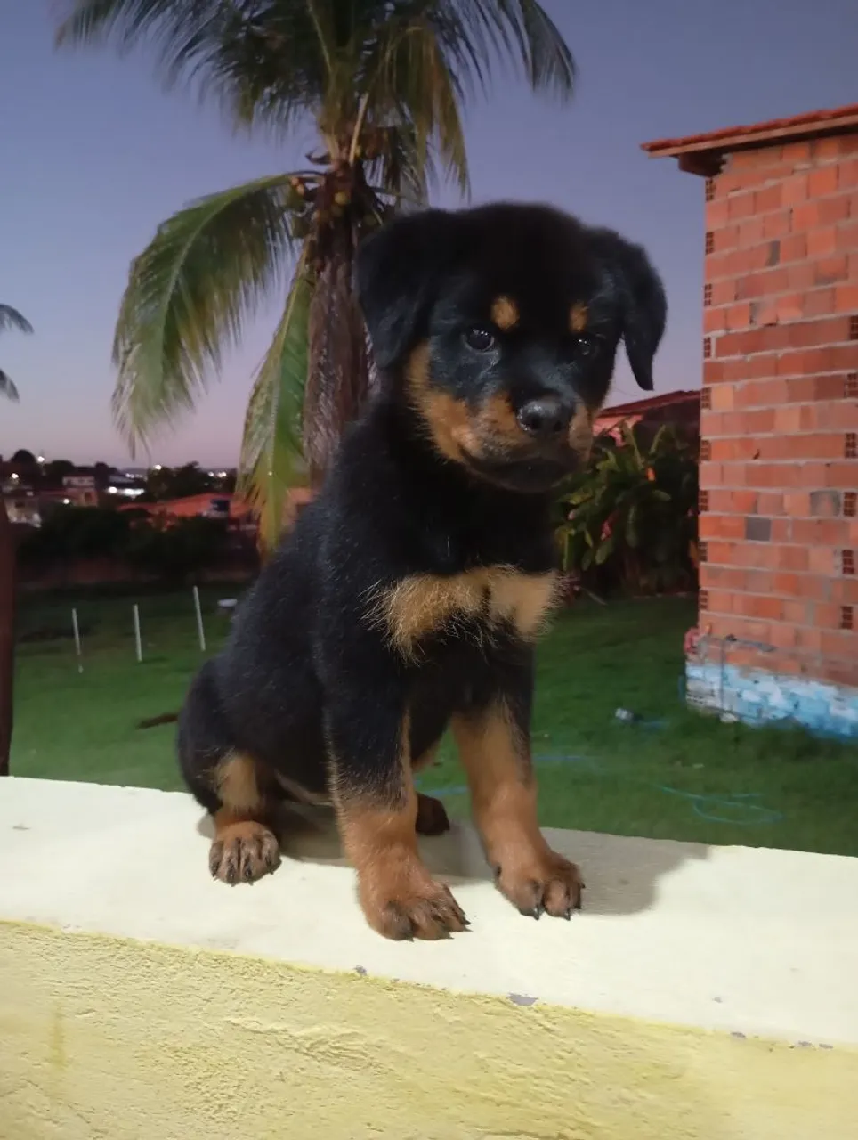 Filhote de Rottweiler
