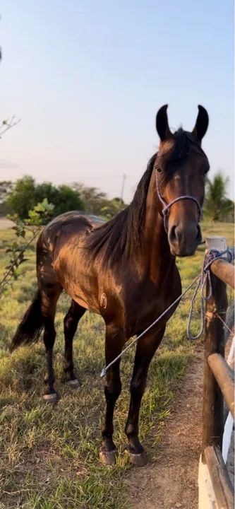Cavalo Mangalarga Marchador castrado  - Foto 5