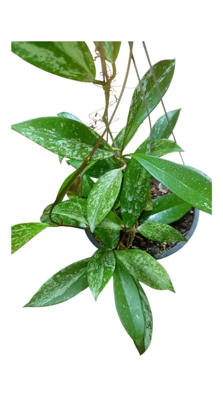 Flor de cera negra - Foto 3