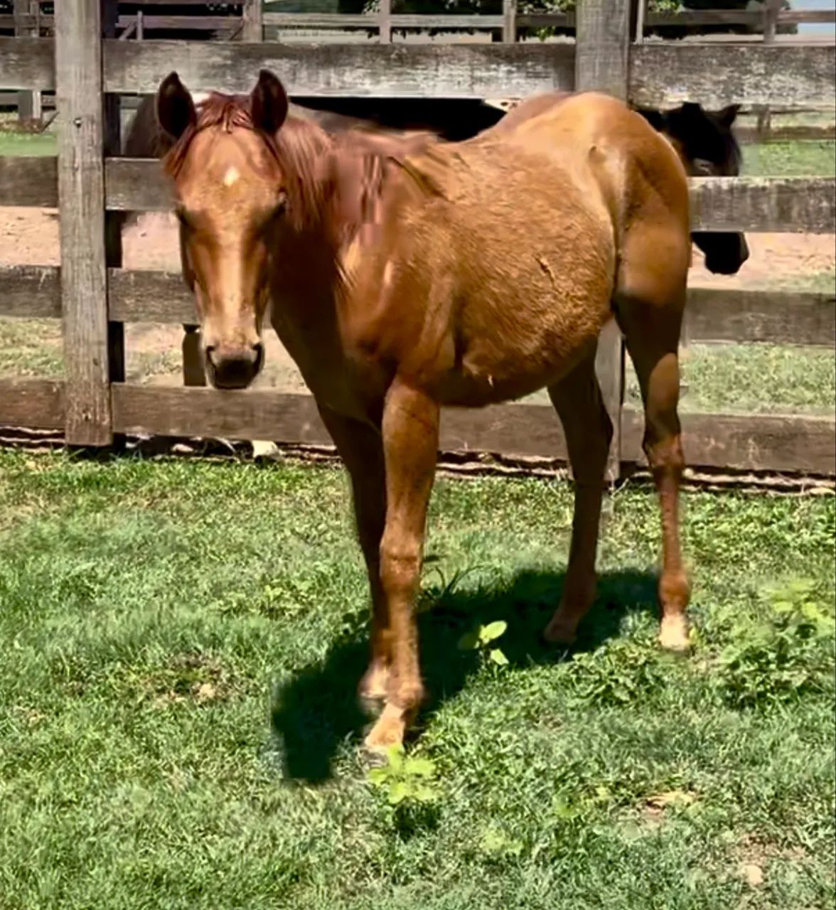 Potra quarto de milha PO com registro  - Foto 3