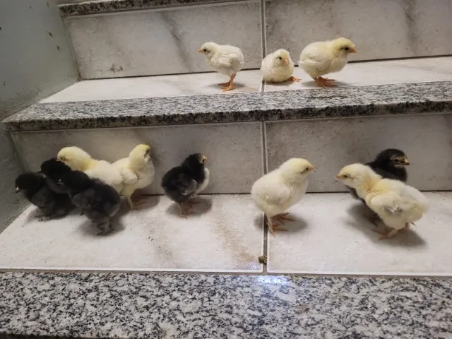 Caipira com Brahma, e a cima legorne