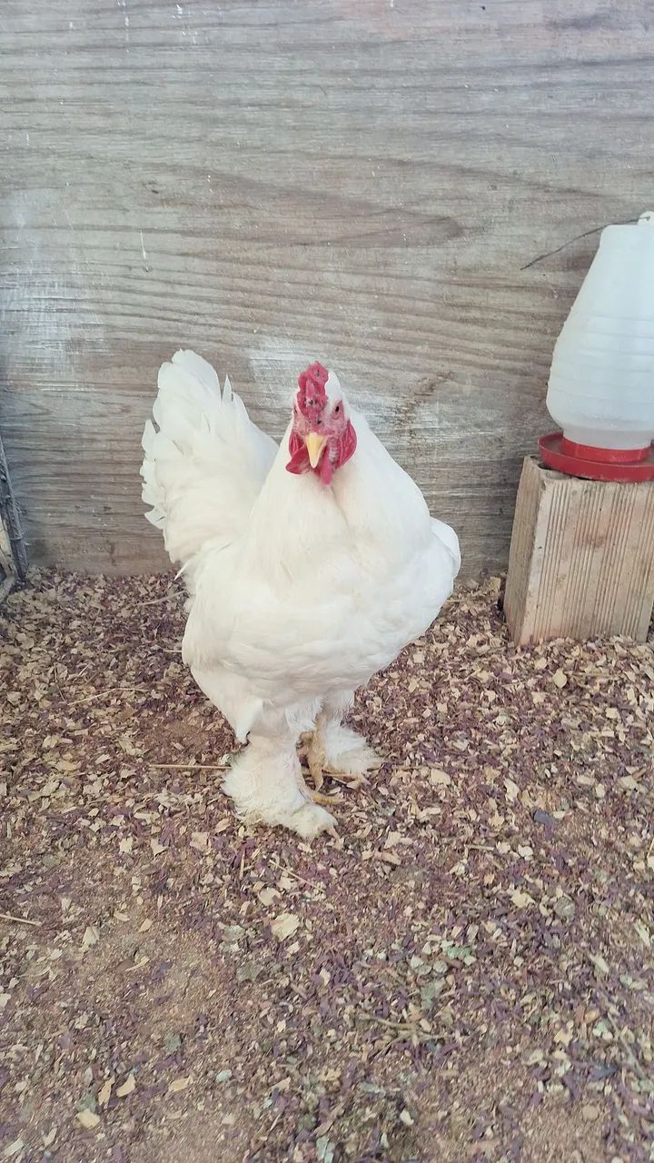 Ovos de brahma - Foto 5