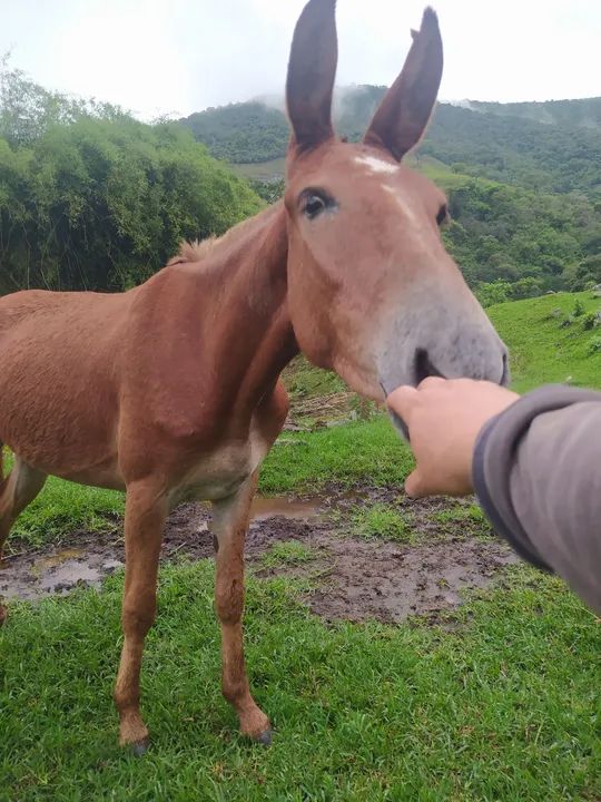 Burro para venda - Foto 3