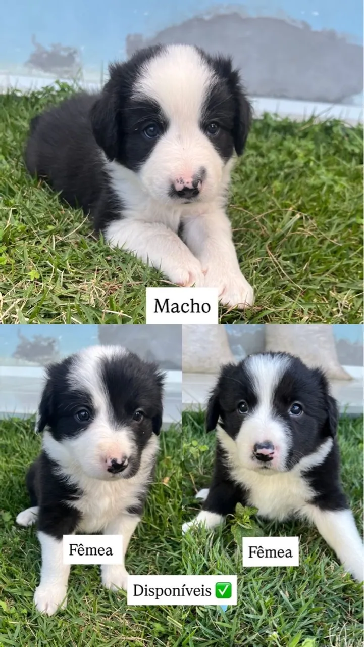 Filhotes de Border Collie