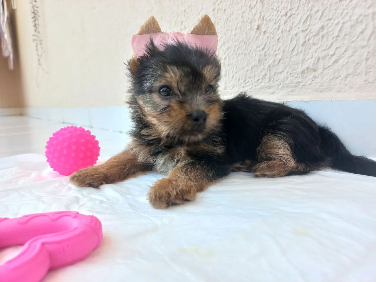 Yorkshire fêmea 2 meses + enxoval