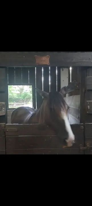 Égua Lobuna Mansa - Foto 4