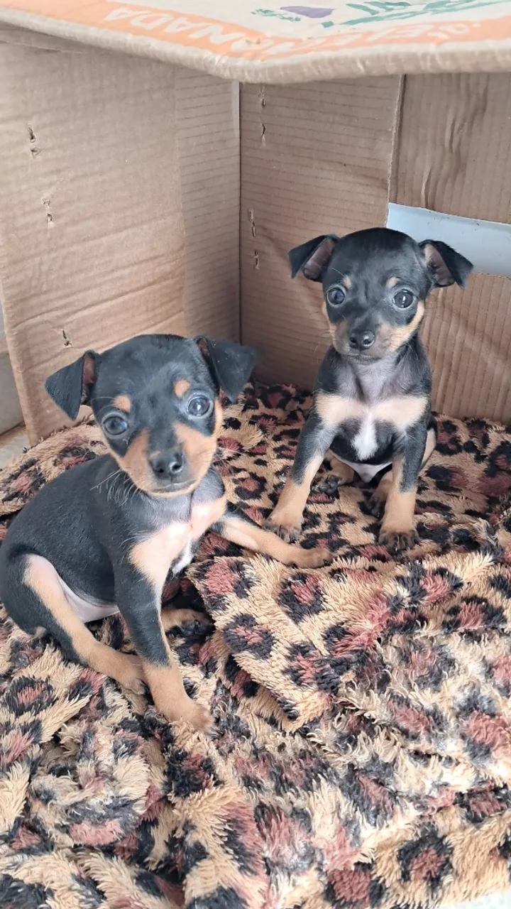 Pinscher