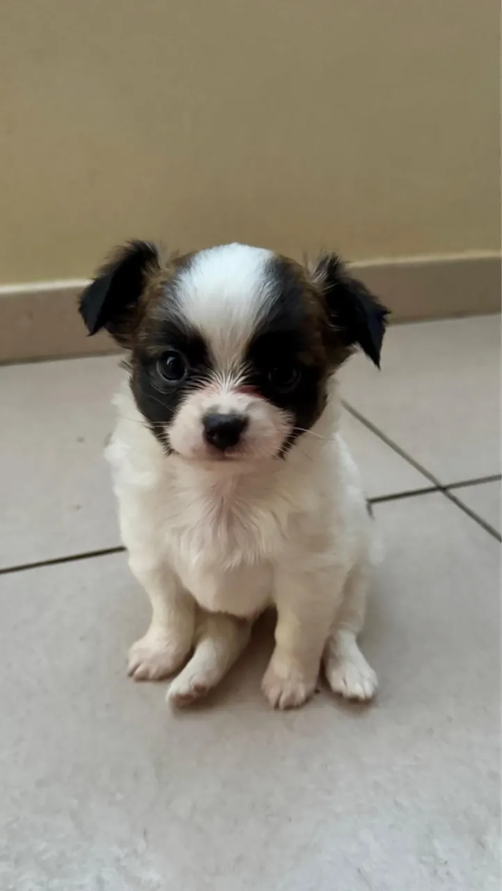 Filhote de Chihuahua Macho Pelo Longo 