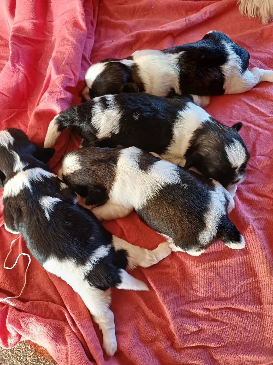 Filhotes Shih Tzu Disponíveis para venda