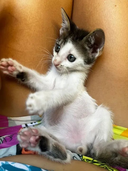 Gatinho de 2 meses para adoção responsável no Rio de Janeiro  - Foto 2