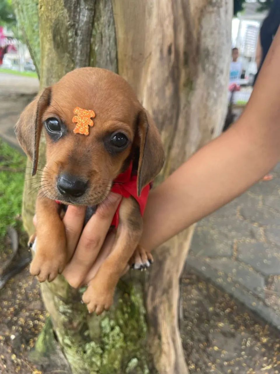 Filhote de Dachshund - Foto 4