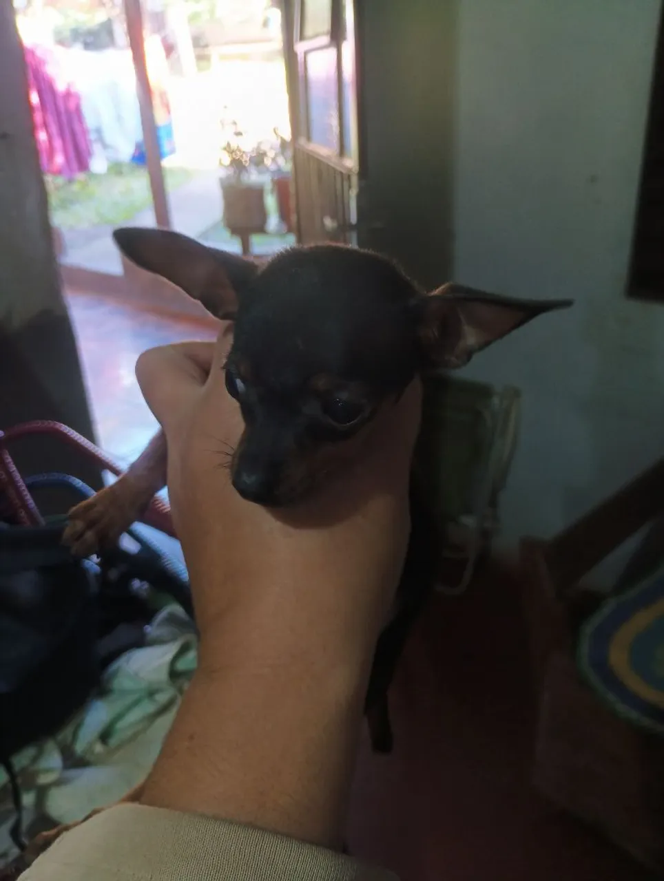 Filhote de Pinscher