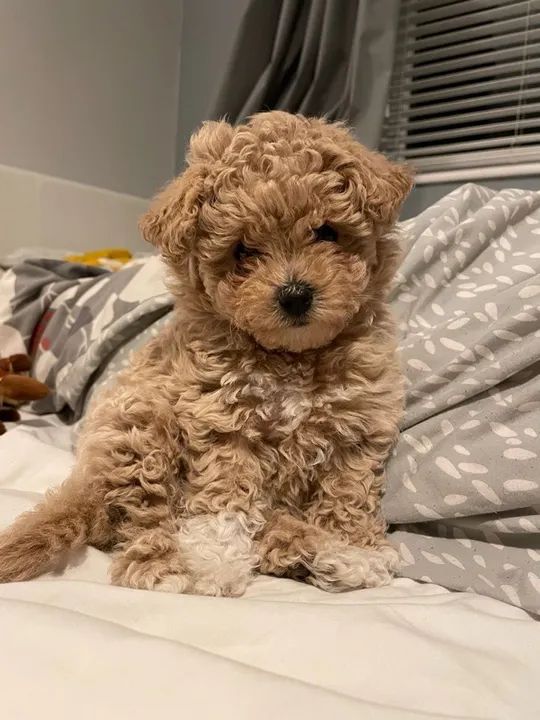 Poodle na cor caramelo claro 