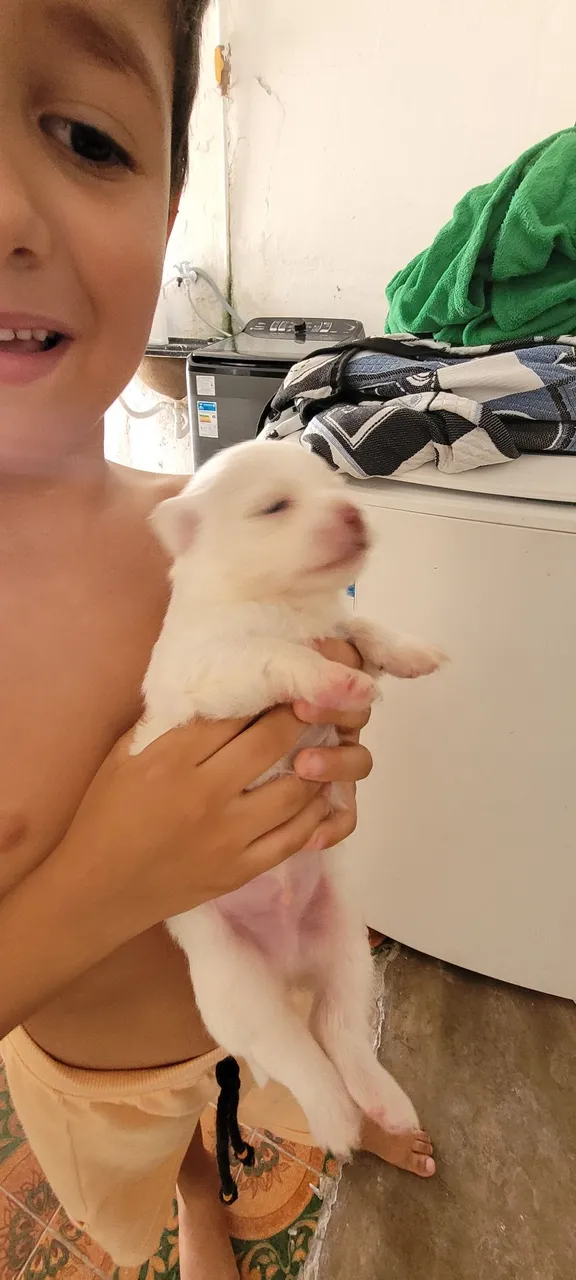 Lhasa apso 