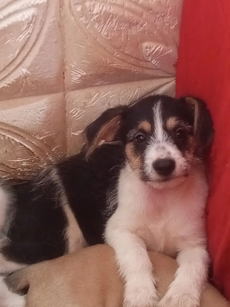Filhote de cachorro adorável para adoção!