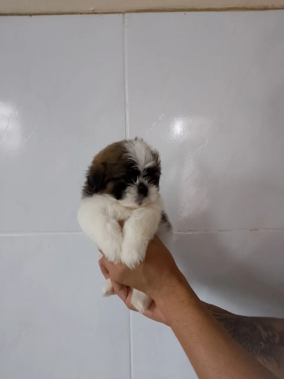 Filhote Shih Tzu 