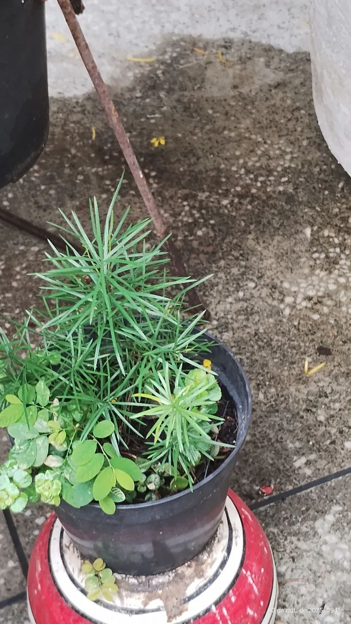 plantas ornamental para seu jardim, vários preços  - Foto 4