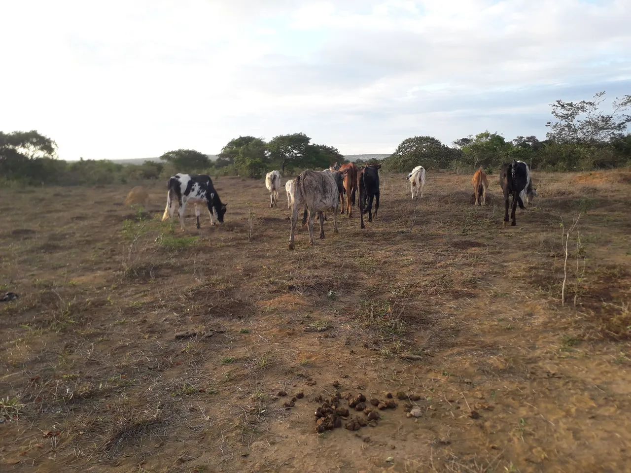 Vendo vacas em sao domingo sentido Barra do choça Vitória da conquista ba  - Foto 2