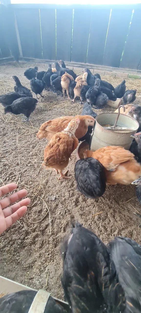 Vendo frangas com quase 2 meses. Faço entrega.