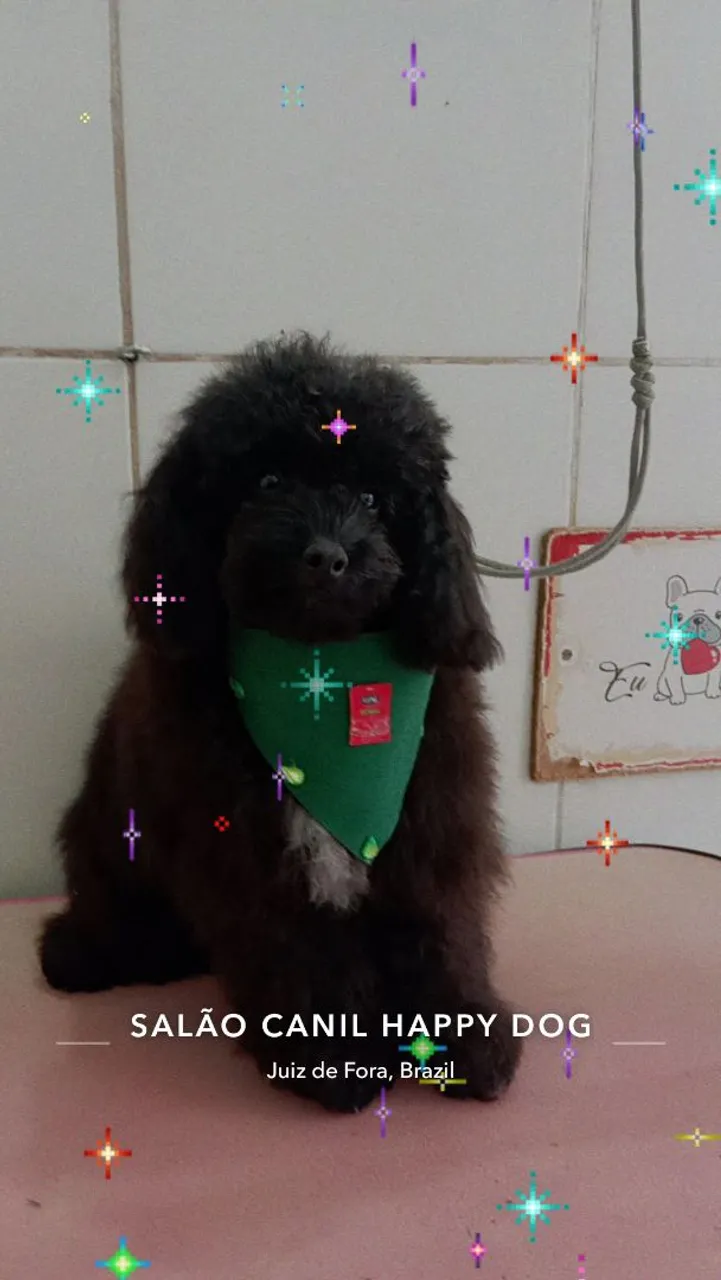 Poodle no Salão Canil Happy Dog