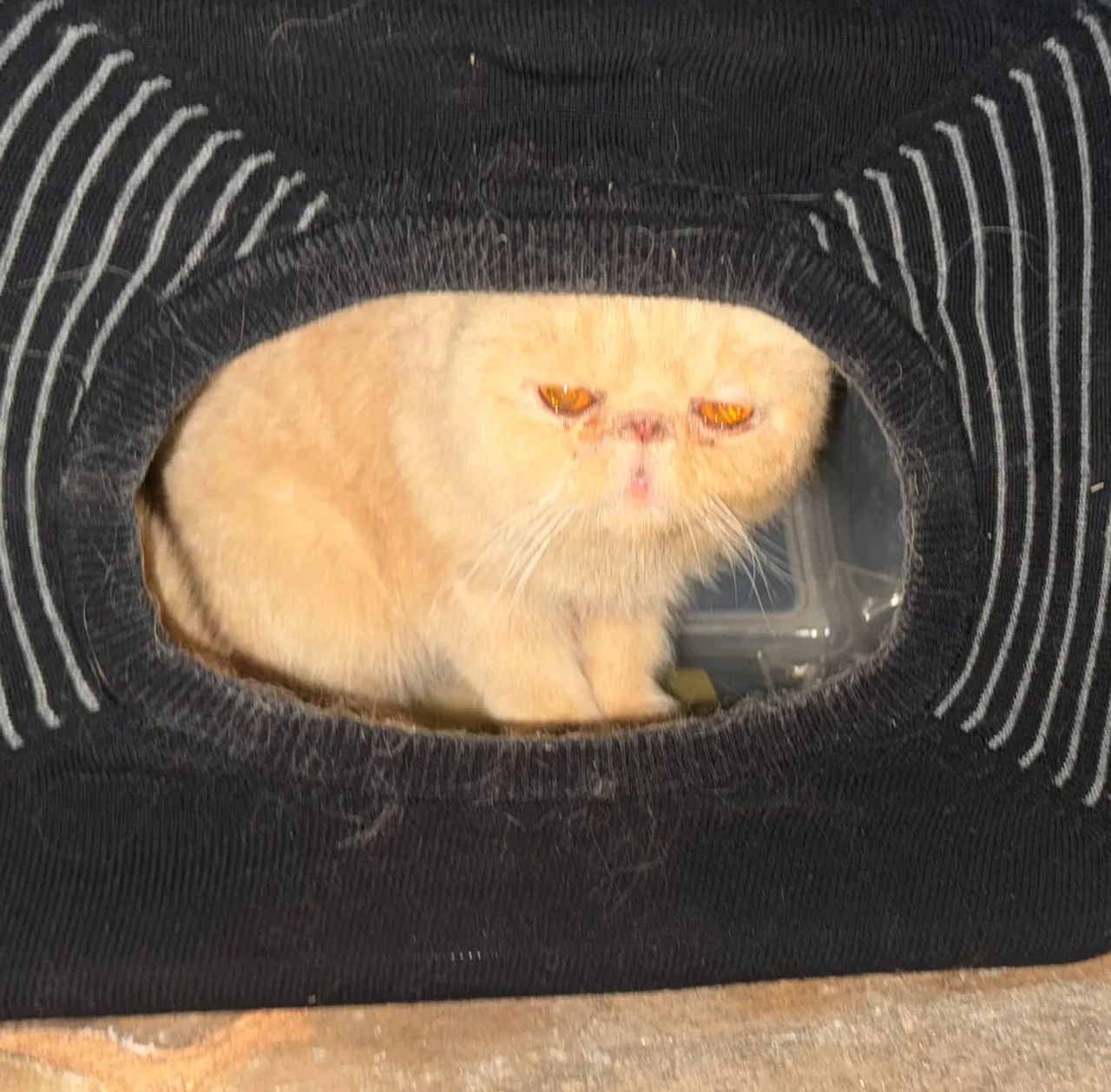 Gato Persa64167817810051121