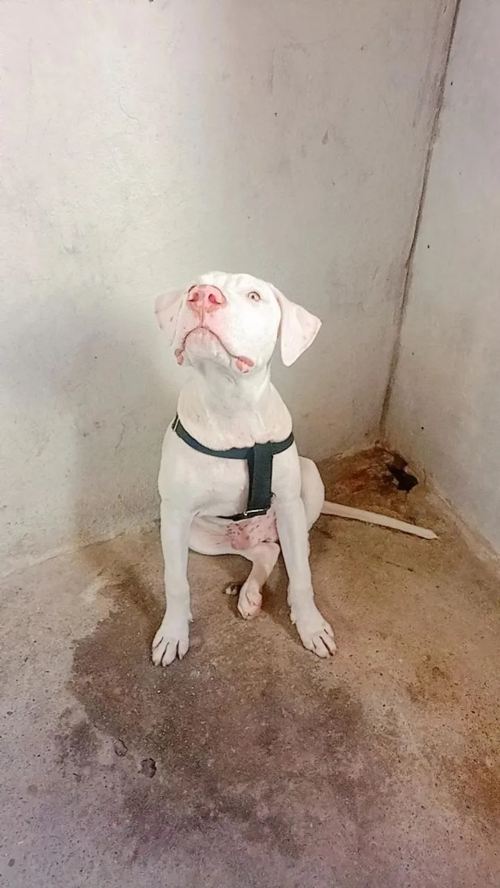 Pra vender Pit Bull 5 meses 