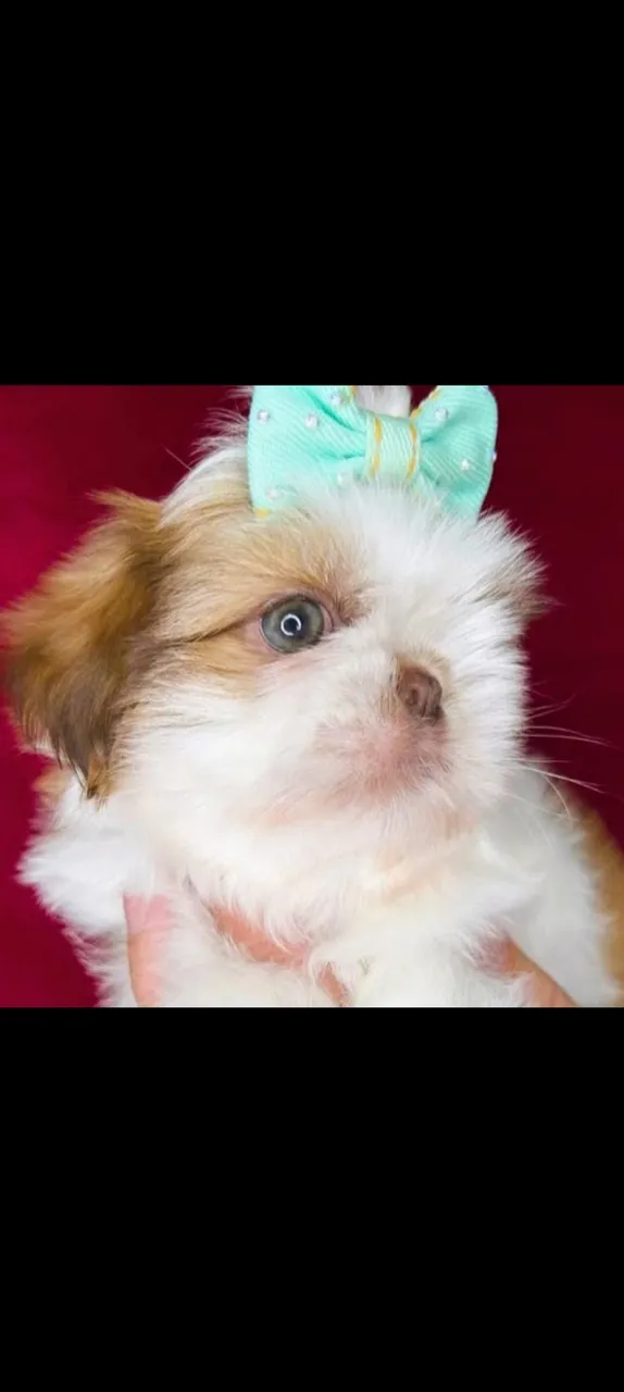 Shih tzus legítimos minis e padrao