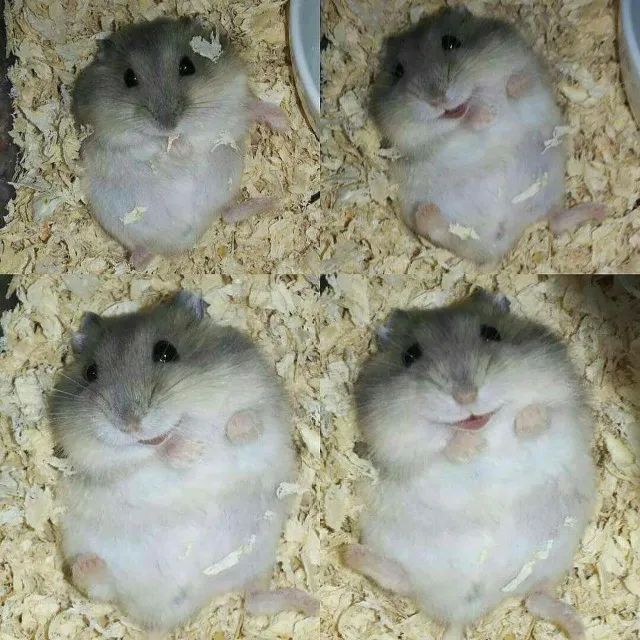 Hamster anão russo  - Foto 6