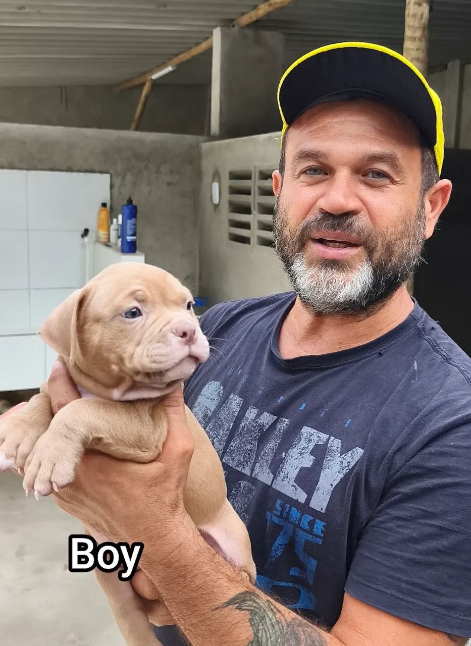 Filhote Macho e fêmea de American Bully - Disponível! - Foto 5