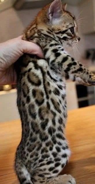 Bengal de excelente padrão