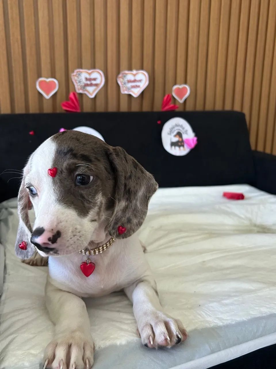 Dachshund Fêmea 
