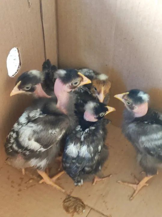 Pintinhos pescoço pelado 30 dias