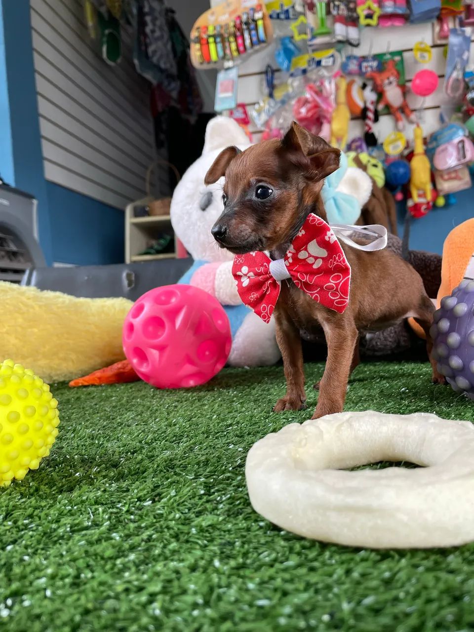 Pinscher micro macho $1.600,00 - Foto 2