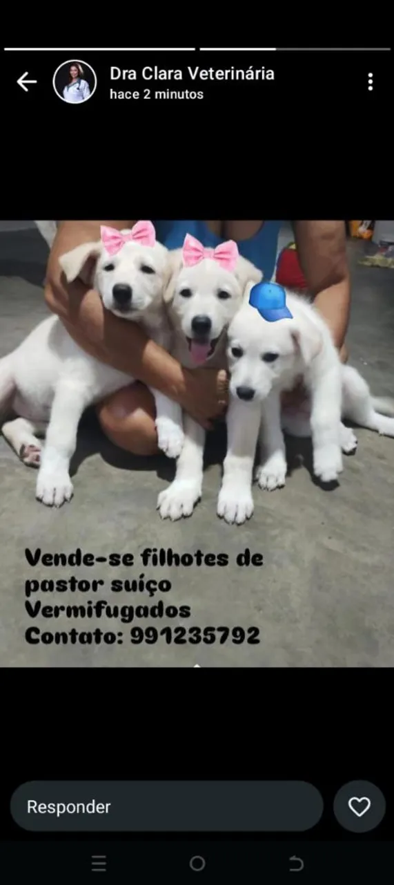 Filhotes de Pastor Suíço à Venda - Vermifugados