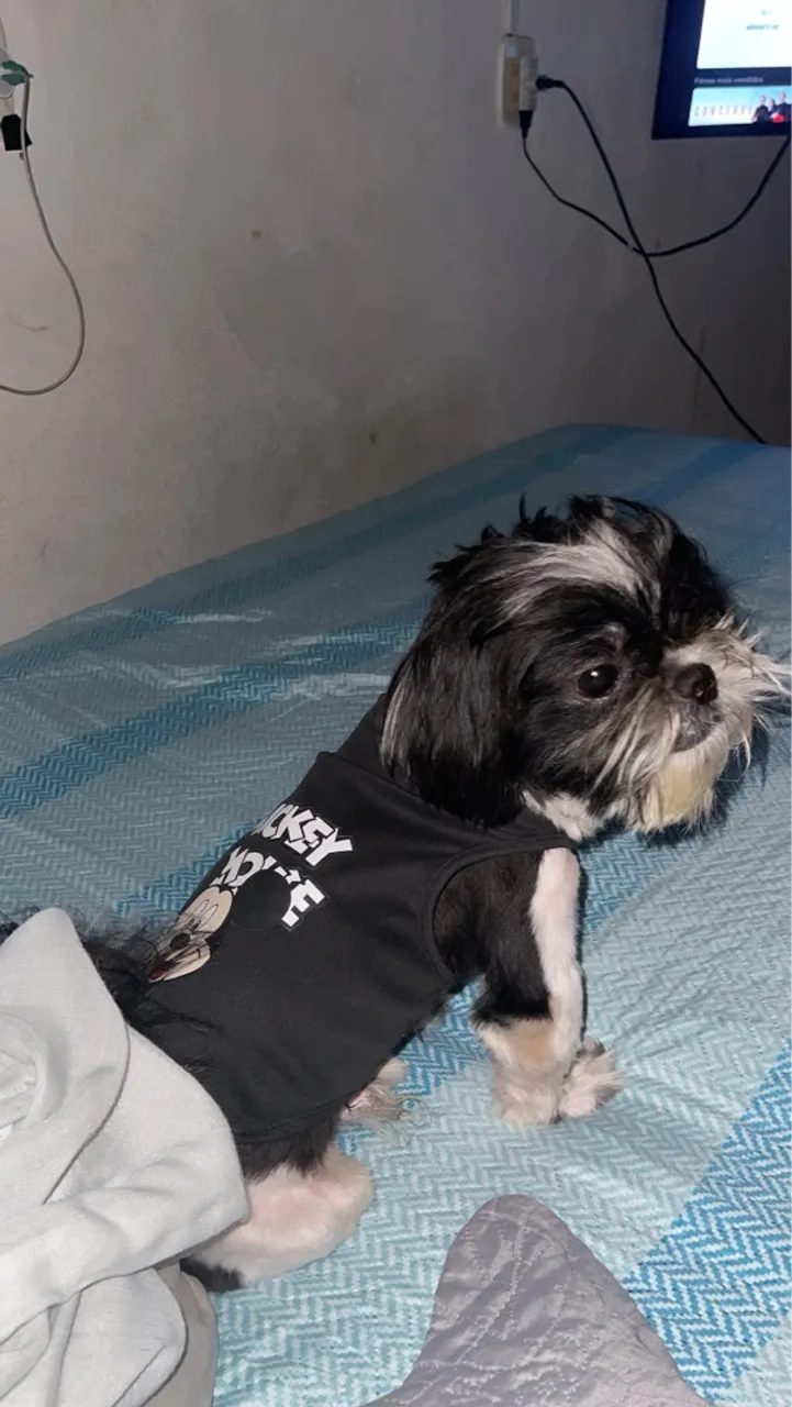 Shih Tzu procura namorada 