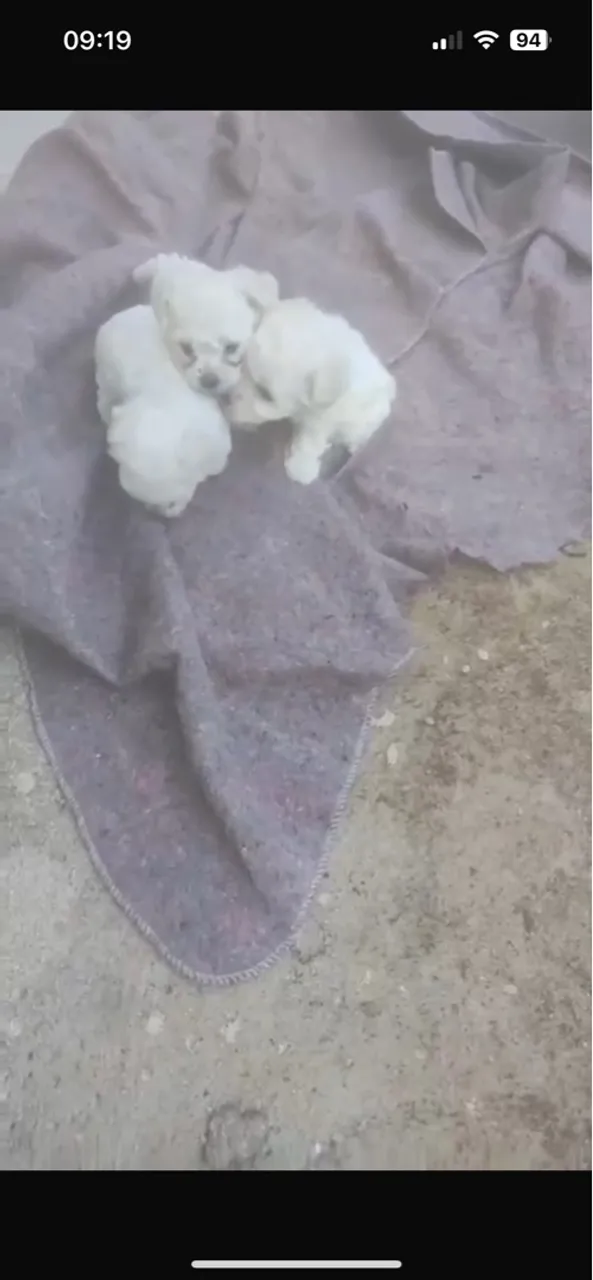 Filhotes de Poodle 