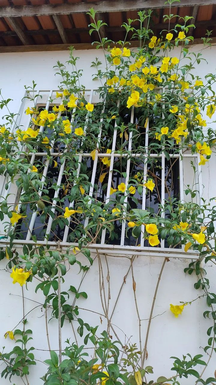 Sementes de Alamada - Foto 2