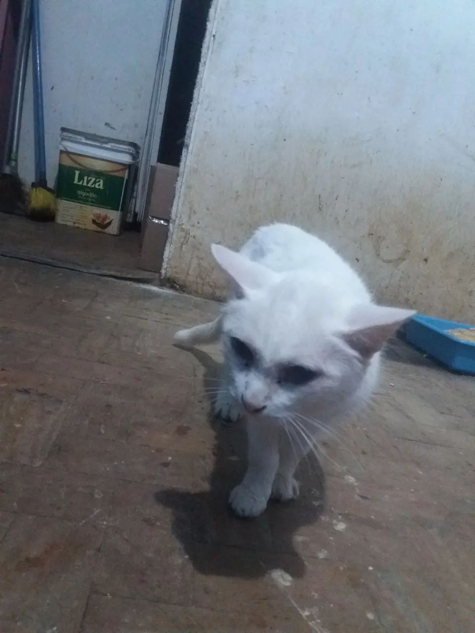 Gato branco disponível para adoção