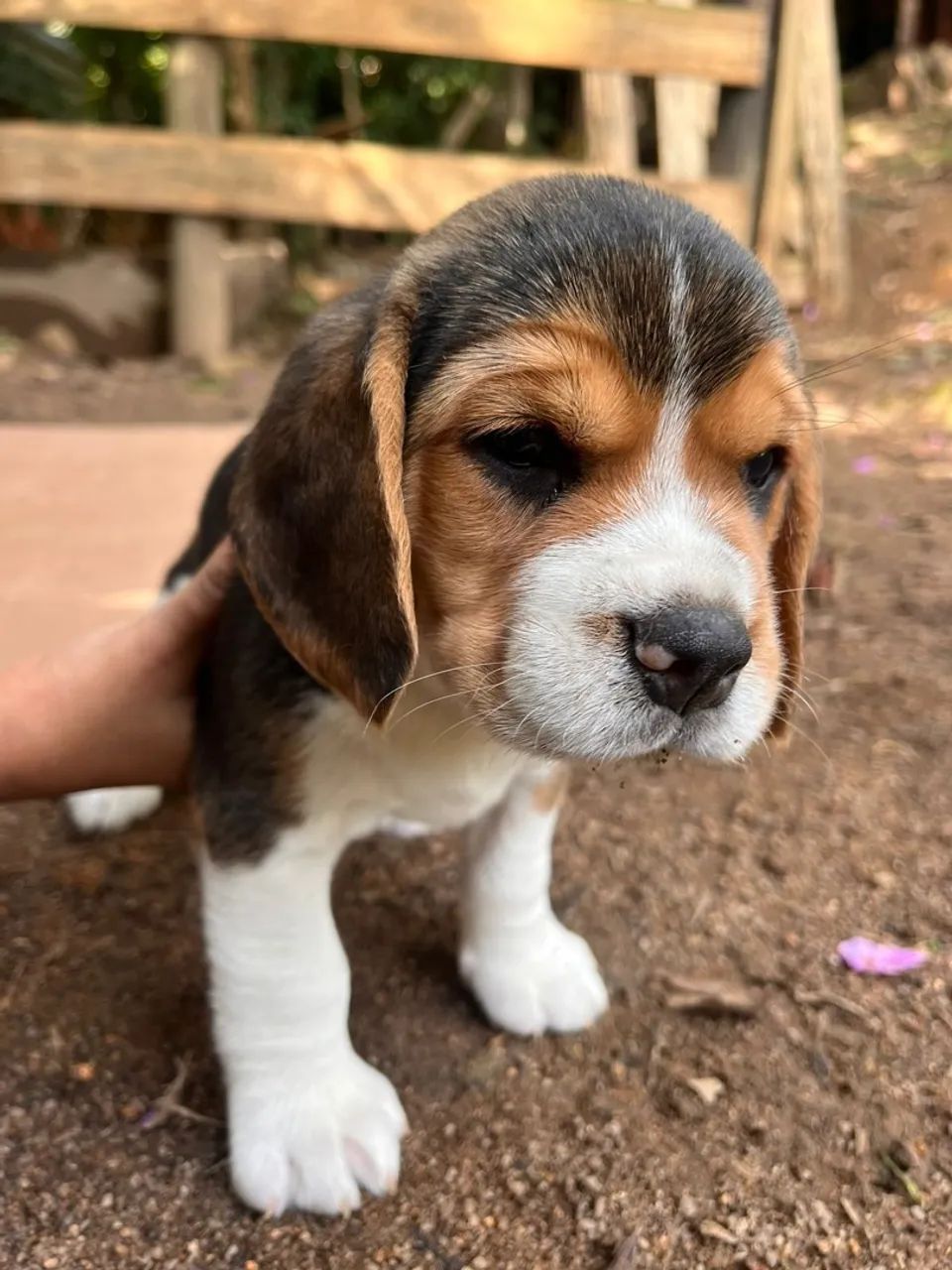 Filhote de Beagle amigo fofo