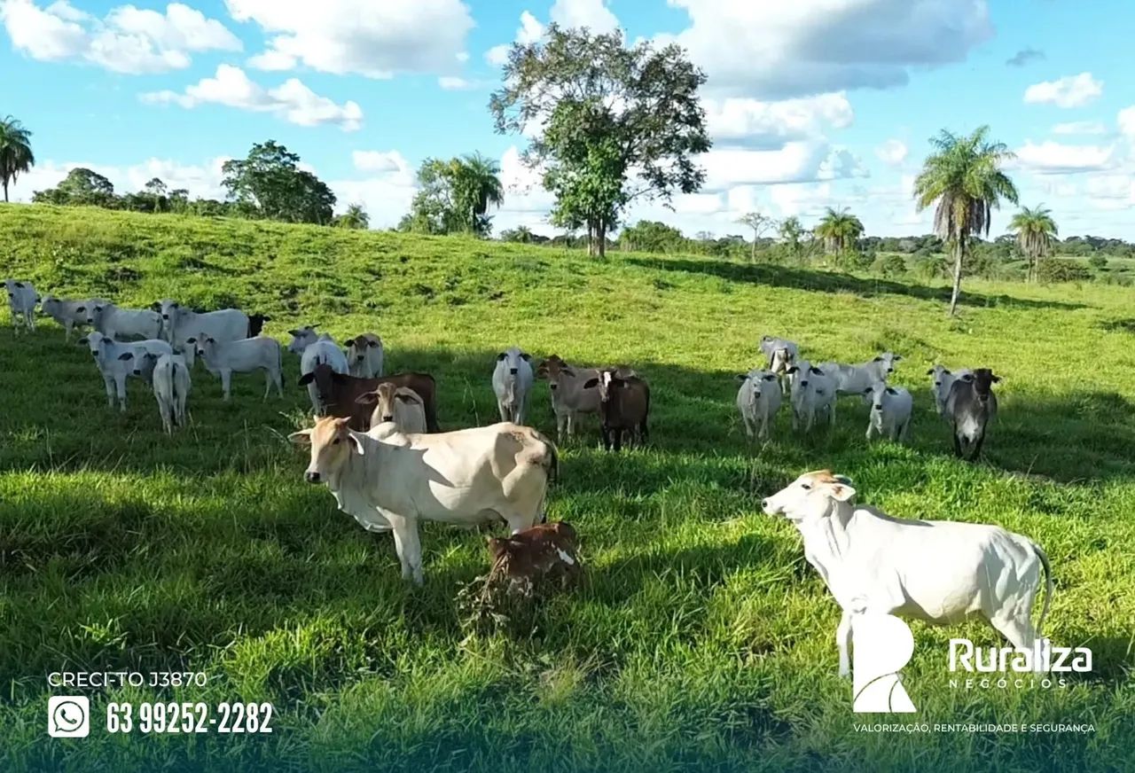 Colinas - TO à 30 km da rodovia, com solo fértil e alto potencial produtivo,  para manejo  - Foto 2