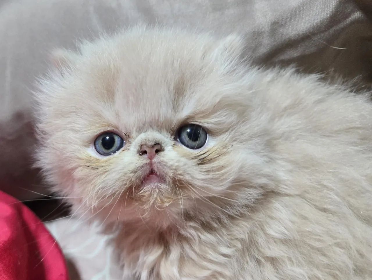 Filhotes de gato persa:exótico  - Foto 3