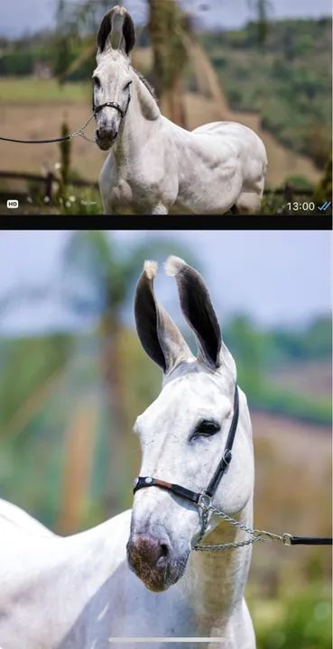 Égua comum macha picada 3 em 1 - Foto 2