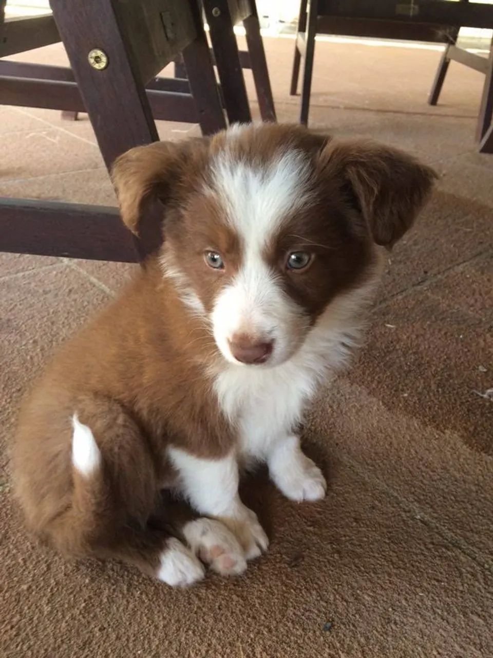 Filhote de Border Collie Vermelho e Branco - Disponível!