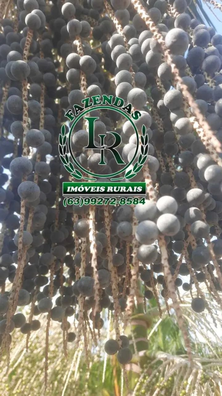 Fazenda 20 Alqueires com Plantio açai - Foto 4