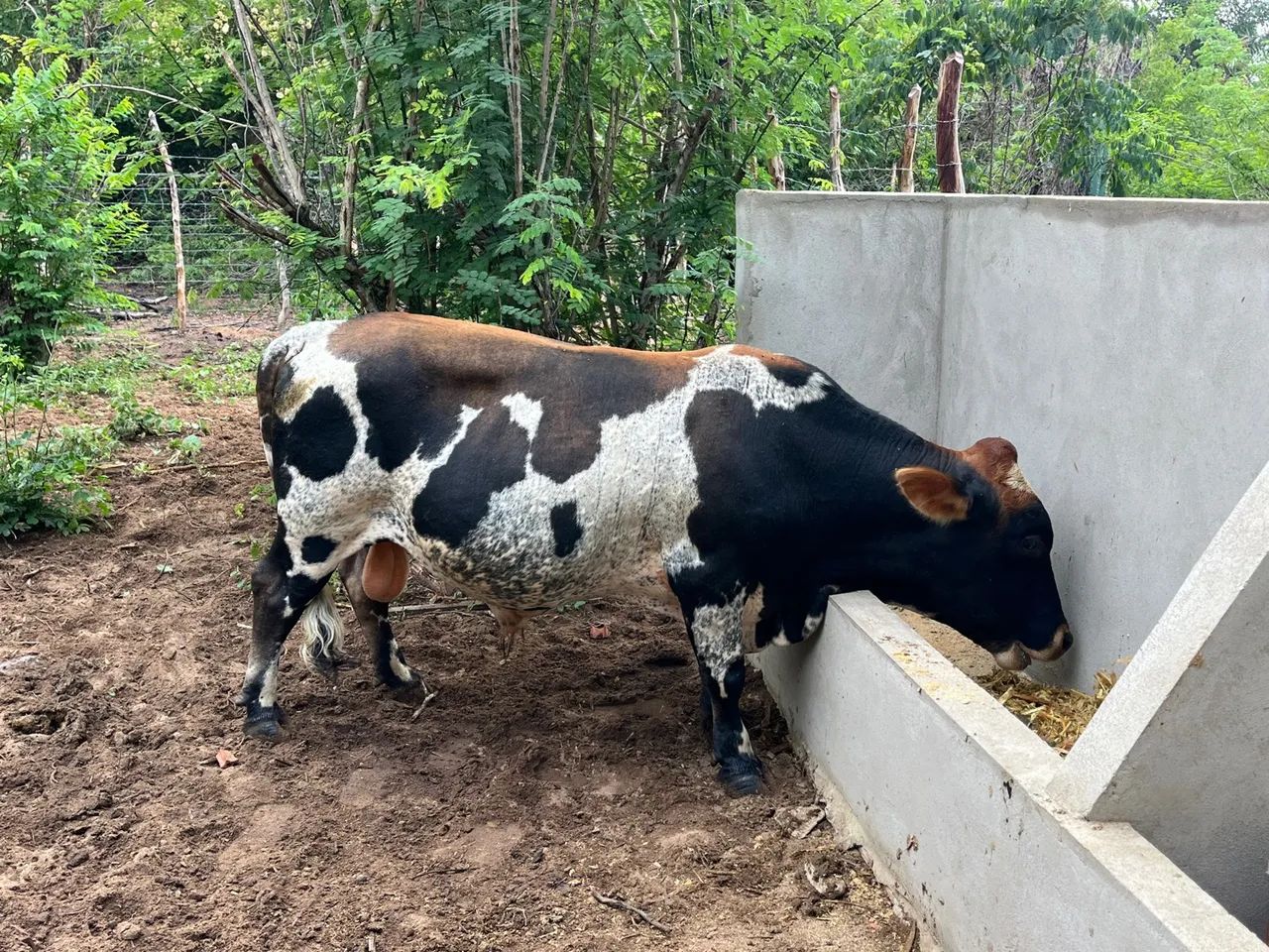 Mine Touro 3 anos e meio. Filho de Touro puro  - Foto 6