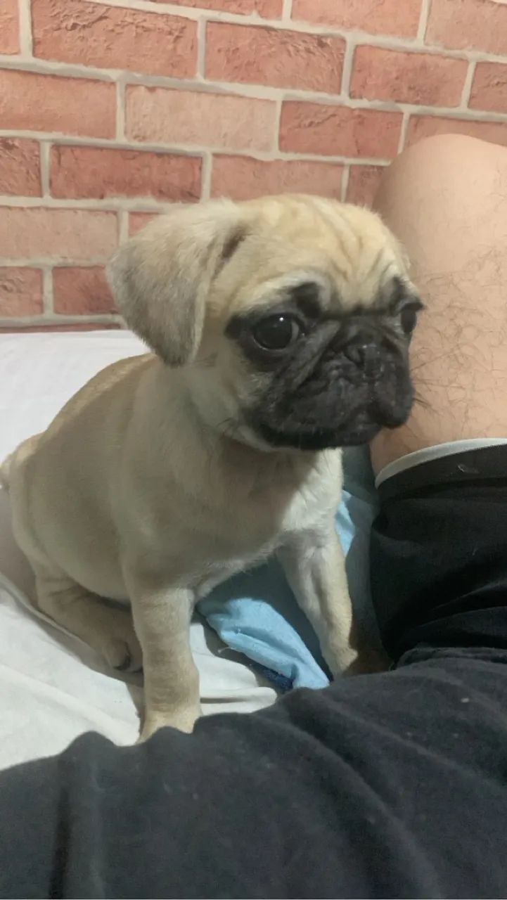 Filhotes de Pug disponível