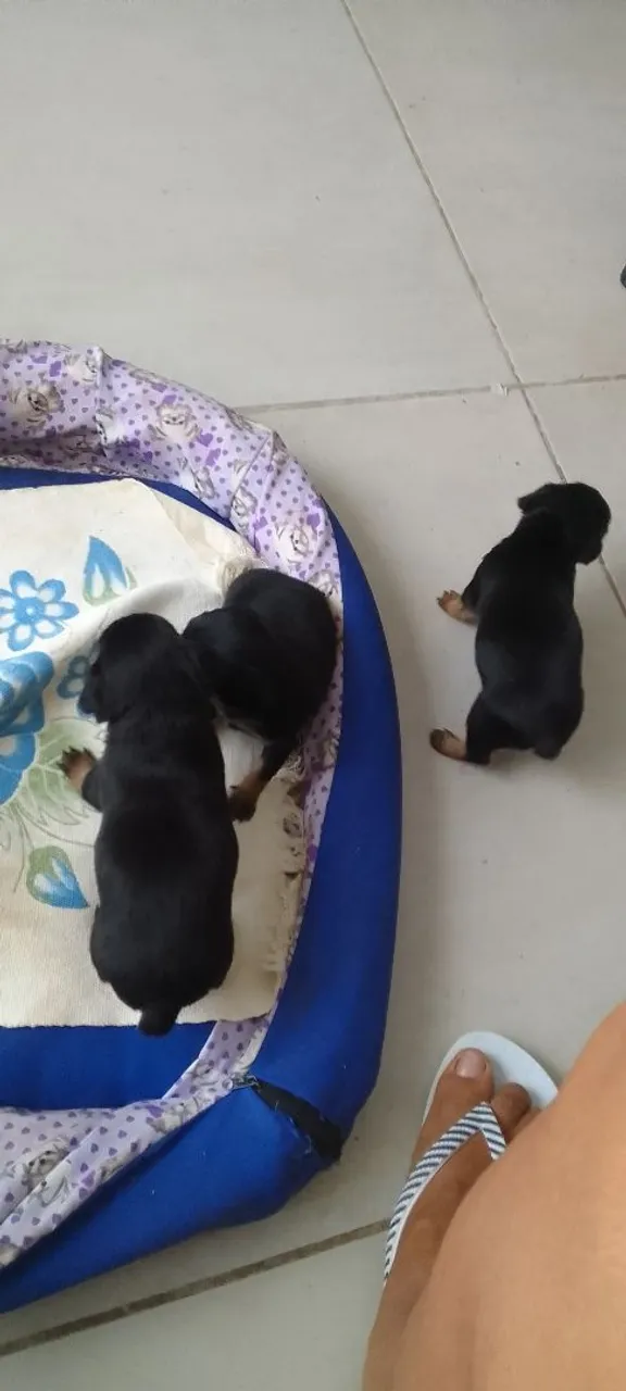 Filhotes de Pinscher a Venda