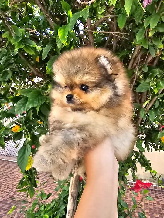 Spitz alemão (Lulu da Pomerânia) - Foto 2