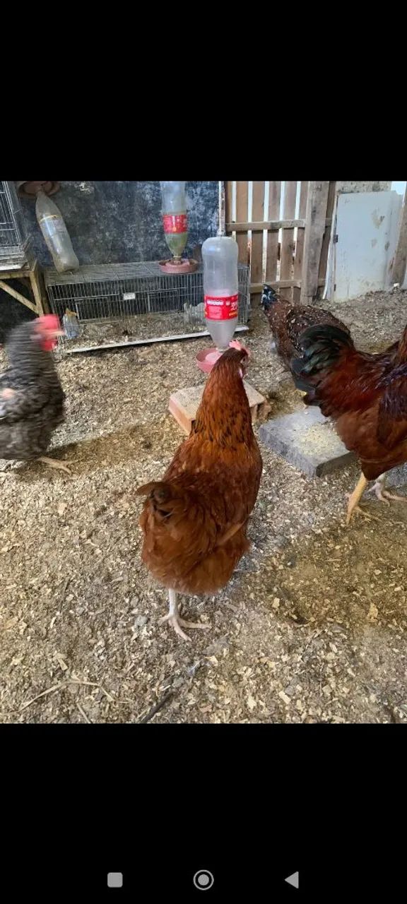 Galinhas sertaneja balão, franguinhos e galos.. - Foto 5