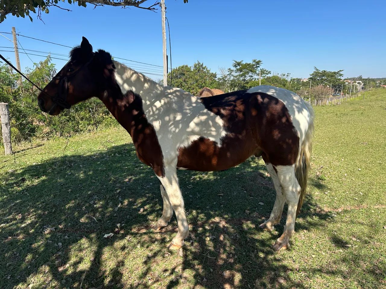 Cavalo - Foto 2